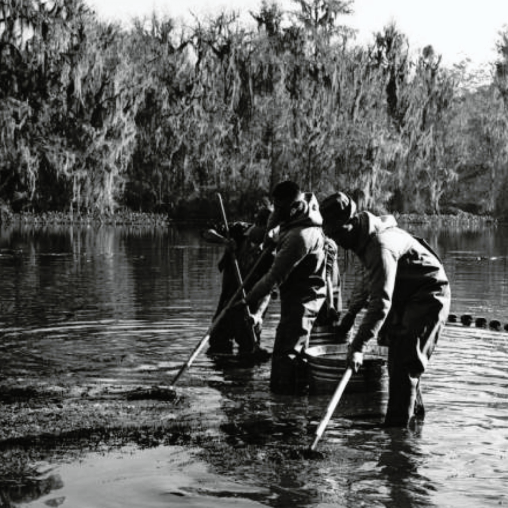 Game and fish officers carry out noxious water weeds removal in Wakulla River, Florida, February 28, 1969
Image courtesy of the Game and Fresh Water Fish Commission Collection, Florida State Archive