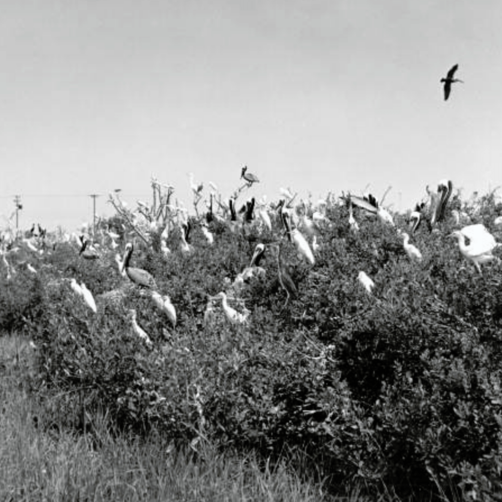 Brown pelicans, cattle egrets, tri-colored heron, snowy and American egrets colony, August 15, 1967
Image courtesy of the Game and Fresh Water Fish Commission Collection, Florida State Archive