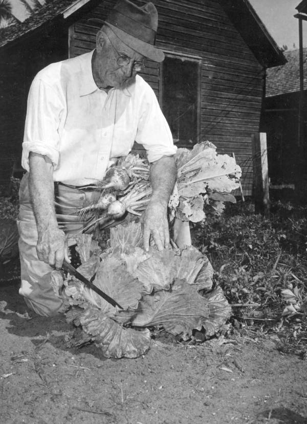 Image shows a man harvesting vegetables (image courtesy of the Department of Commerce Collection, State Archives of Florida)