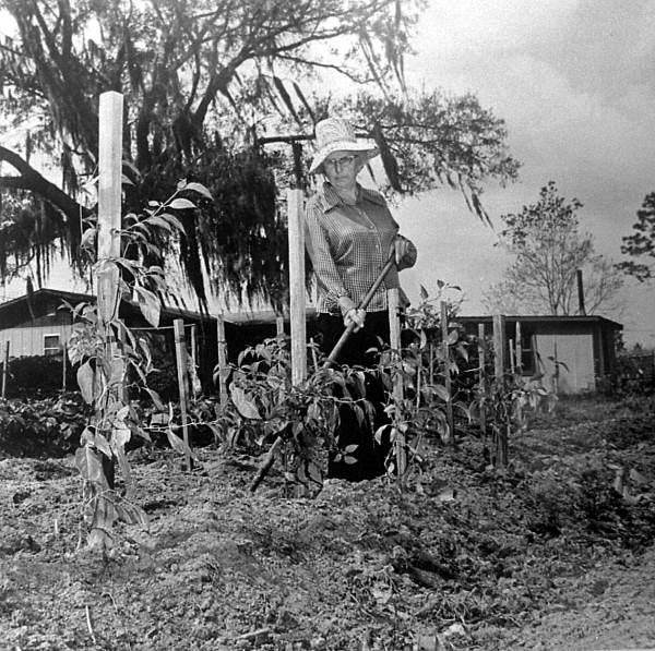 Image shows a woman gardening peppers (image courtesy of the Folklife Collection, State Archives of Florida)